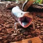 preschools in downtown brooklyn