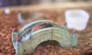 brooklyn Preschool of Science